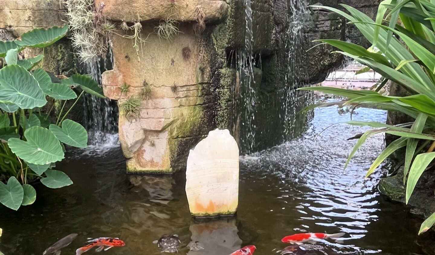 Discovering Rainforest Flora: A Hidden Gem in Torrance